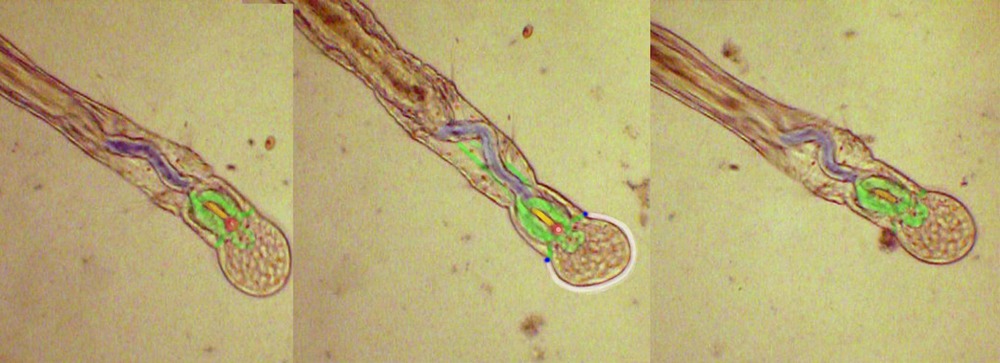 Biologie Tiere Binde Verlag Gbr 