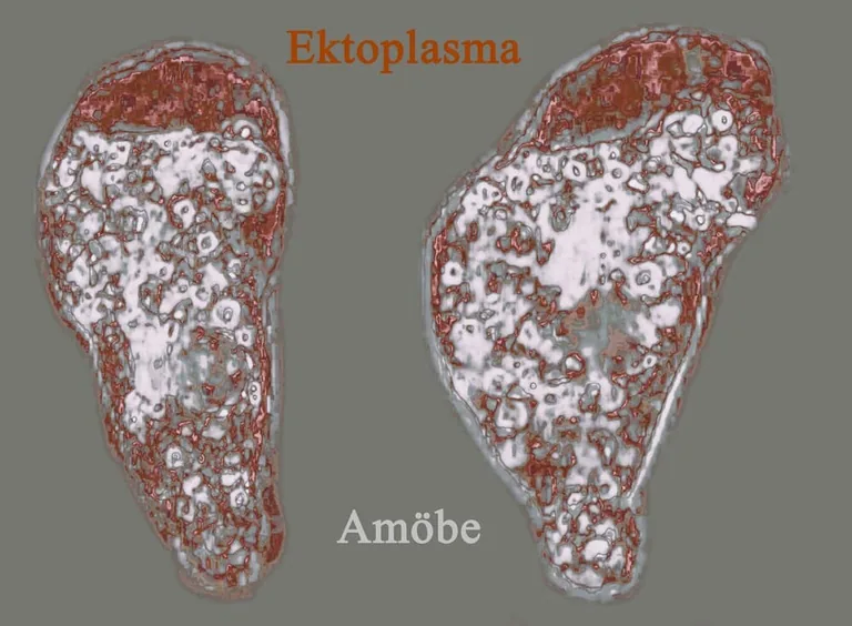 Amoebe Ektoplasma