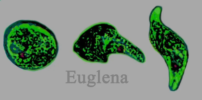 euglenen galerie 4